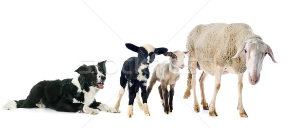 邊境牧羊犬 黑白 白 狗 黑色 羊 商業照片 © cynoclub