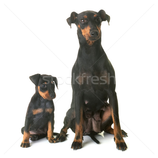 puppy manchester terrier and adult Stock photo © cynoclub