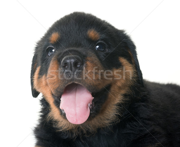 Kutyakölyök rottweiler stúdió fehér kutya fekete Stock fotó © cynoclub