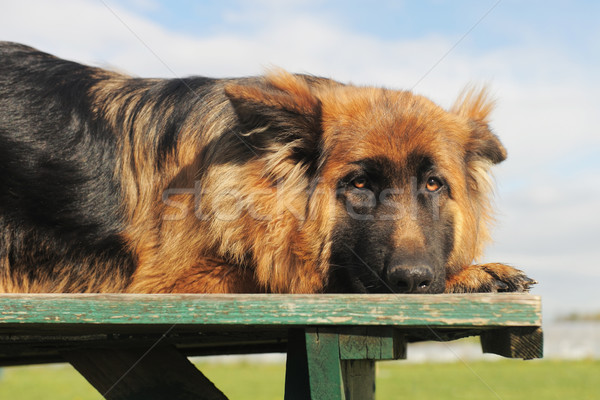  sad german shepherd Stock photo © cynoclub