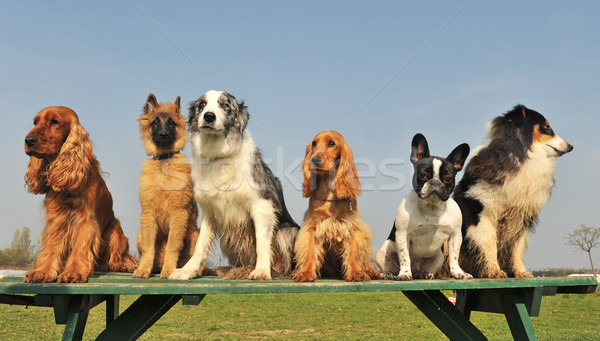 Pięć mały psów szczeniąt posiedzenia tabeli Zdjęcia stock © cynoclub