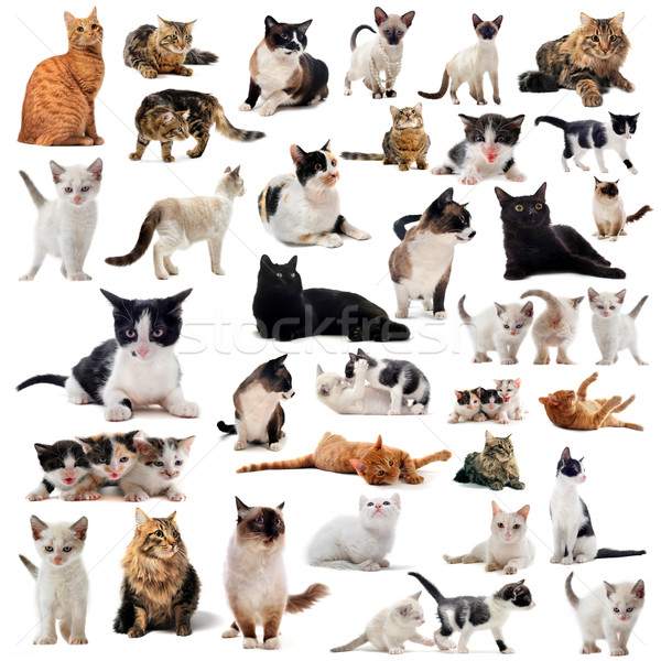 cats in studio Stock photo © cynoclub