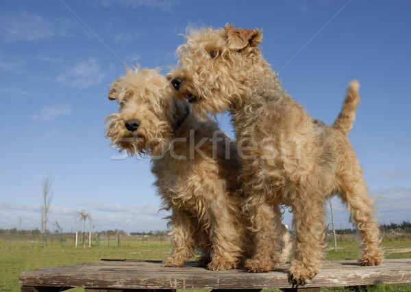 two  lakeland terrier Stock photo © cynoclub