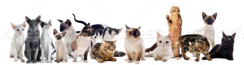 cats in studio Stock photo © cynoclub