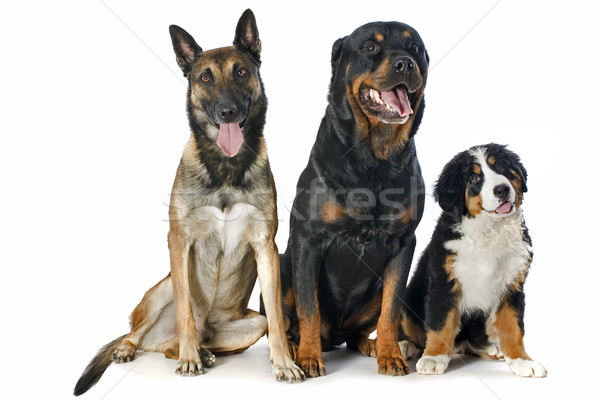 Foto stock: Cachorro · cão · rottweiler · retrato · bernese · mountain · dog