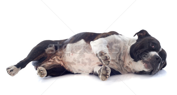 Stock fotó: Bika · terrier · lefelé · portré · fehér · kutya