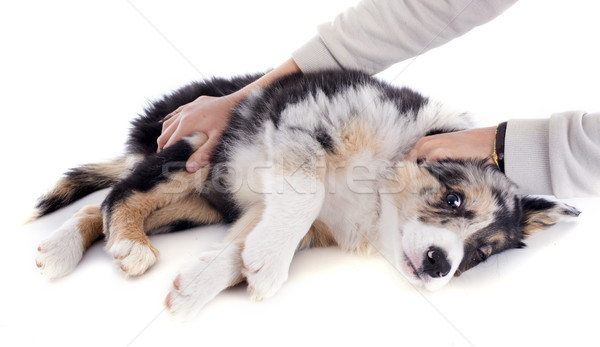 Kutyakölyök juhászkutya portré állatorvosi vizsgálat fehér Stock fotó © cynoclub