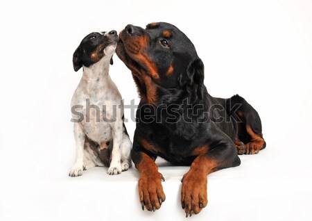 Manchester terriers Stock photo © cynoclub
