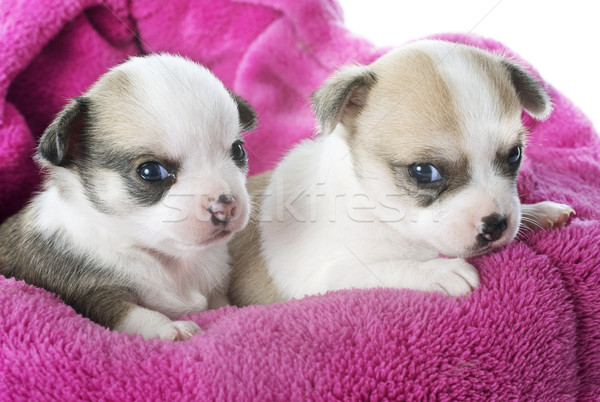 puppies chihuahua Stock photo © cynoclub