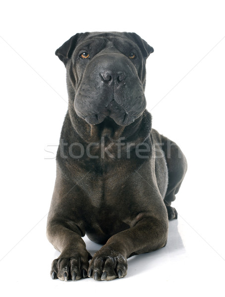 shar pei Stock photo © cynoclub