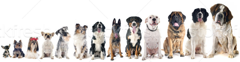 グループ 犬 白 動物 子犬 ペット ストックフォト © cynoclub