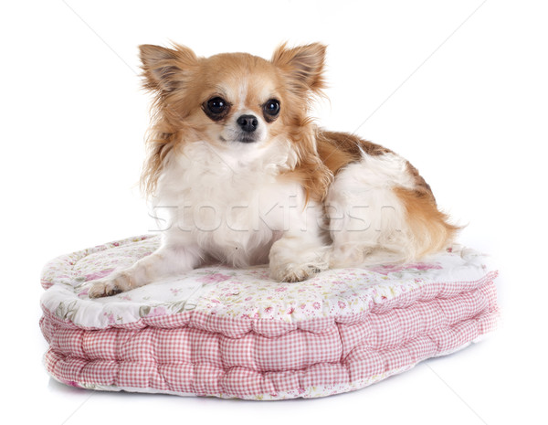 Coussin blanche chien animaux chiot animal Photo stock © cynoclub