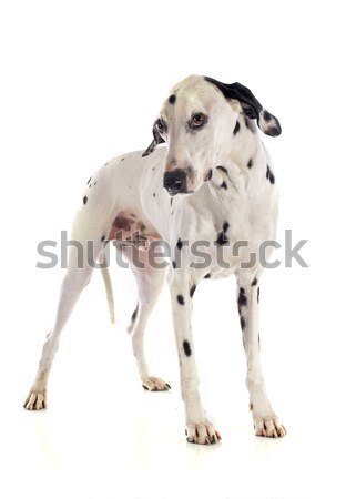 Stock photo: english bulldog and angry cat