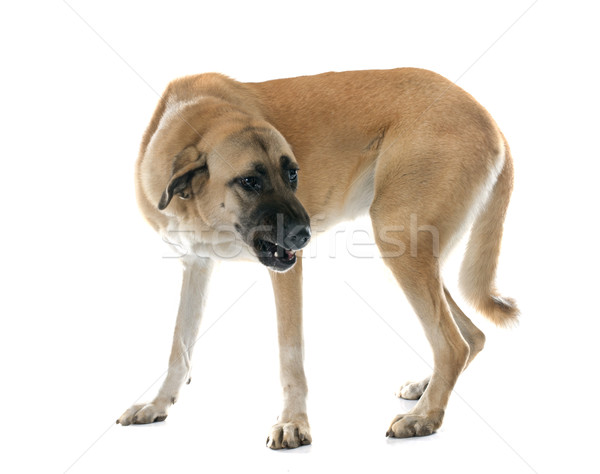 агрессивный пастух собака белый зубов студию Сток-фото © cynoclub