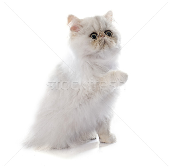 Kiscica fehér macska stúdió díszállat fehér háttér Stock fotó © cynoclub