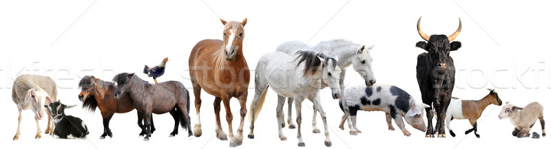 Animaux de la ferme blanche vache poulet ferme chevaux [[stock_photo]] © cynoclub