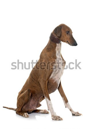 brown azawakh hound Stock photo © cynoclub