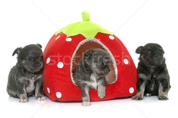 puppies longhair chihuahua Stock photo © cynoclub
