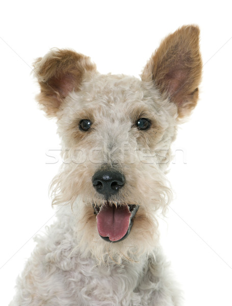 female fox terrier Stock photo © cynoclub