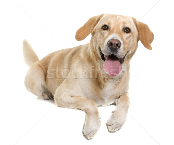 female labrador retriever Stock photo © cynoclub