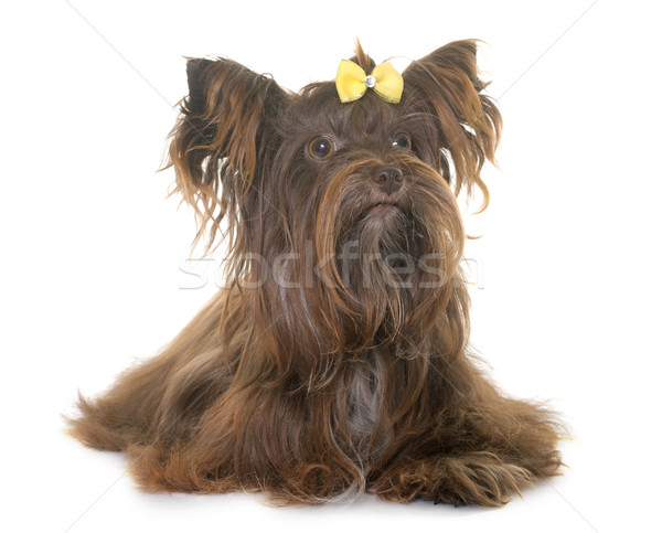 Foto stock: Chocolate · yorkshire · terrier · blanco · perro · estudio