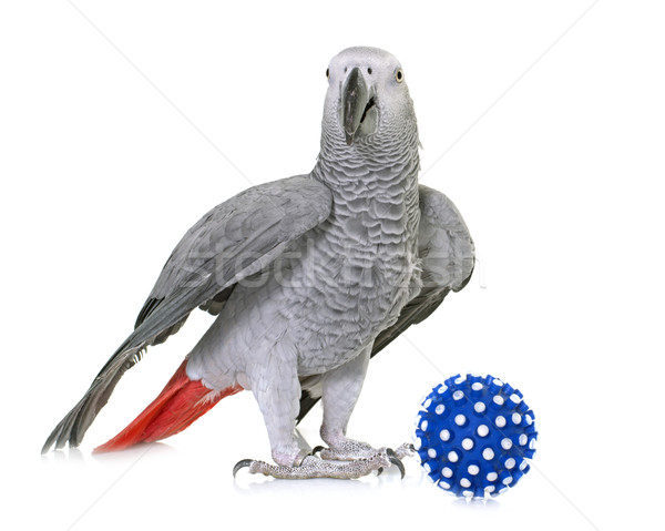 African grey parrot Stock photo © cynoclub