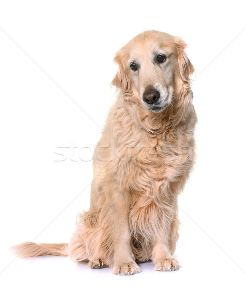 Oude golden retriever witte dier senior Stockfoto © cynoclub