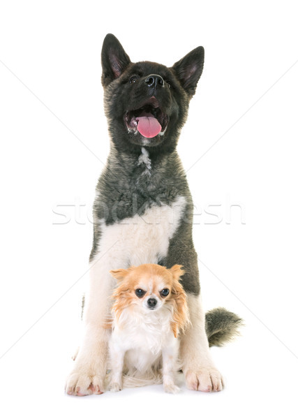 puppy american akita and chihuahua Stock photo © cynoclub