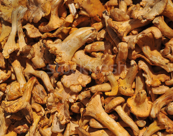 group of 	girolle mushroom Stock photo © cynoclub