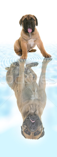 Cachorro adulto touro mastim Foto stock © cynoclub