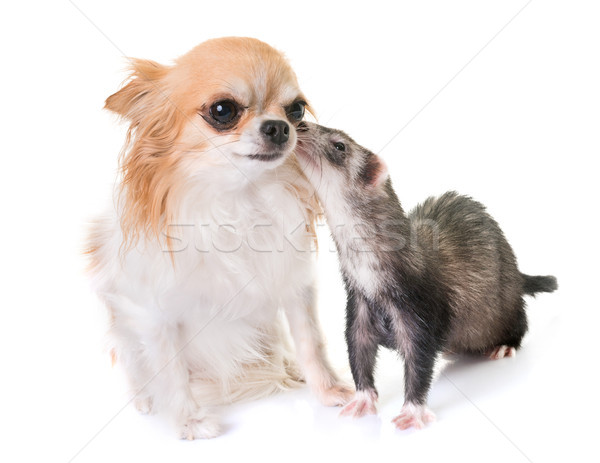 Stockfoto: Fret · vrouwelijke · vrienden · witte · achtergrond · zoogdier · twee