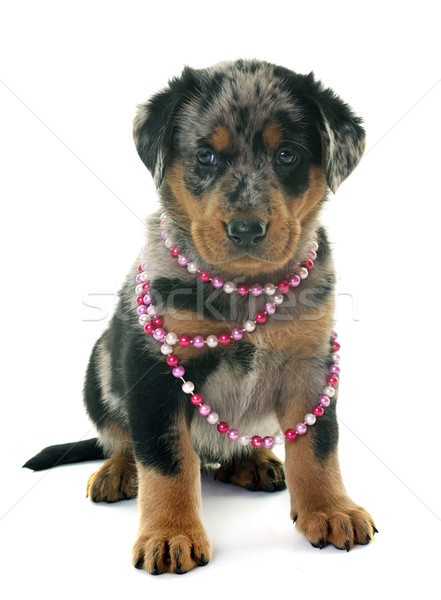 puppy beauceron in studio Stock photo © cynoclub