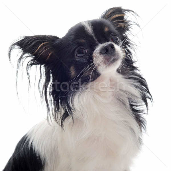 chihuahua Stock photo © cynoclub