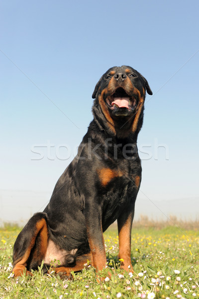 Stok fotoğraf: Rottweiler · portre · bahçe · çim · kafa