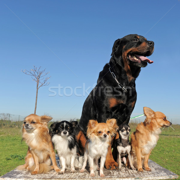 Rottweiler portre sevimli grup genç Stok fotoğraf © cynoclub