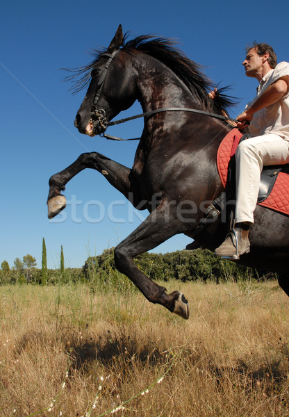rearing stallion Stock photo © cynoclub