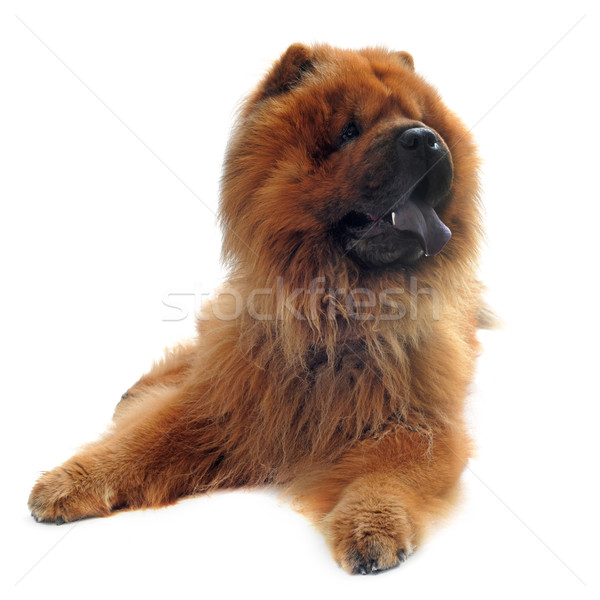 chow-chow Stock photo © cynoclub