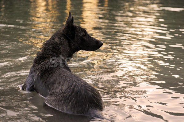 плаванию Голландии пастух портрет реке воды Сток-фото © cynoclub