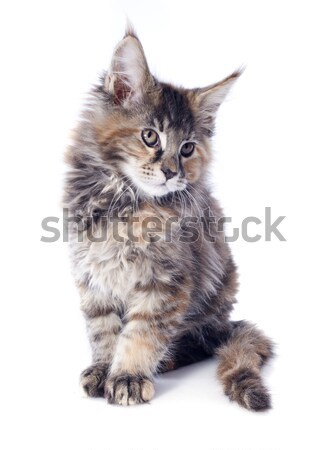 maine coon kitten Stock photo © cynoclub