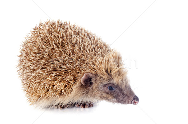 hedgehog Stock photo © cynoclub