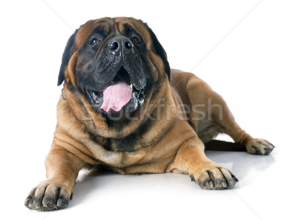 Mastim feminino branco cão animal de estimação Foto stock © cynoclub