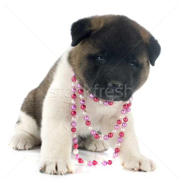 puppy american akita Stock photo © cynoclub