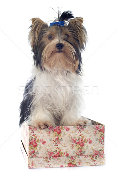 Yorkshire terrier blanco perro pelo cachorro Foto stock © cynoclub