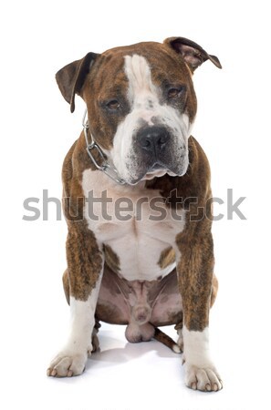 Stock photo: american stafforshire terrier