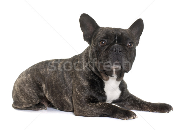 brown french bulldog Stock photo © cynoclub