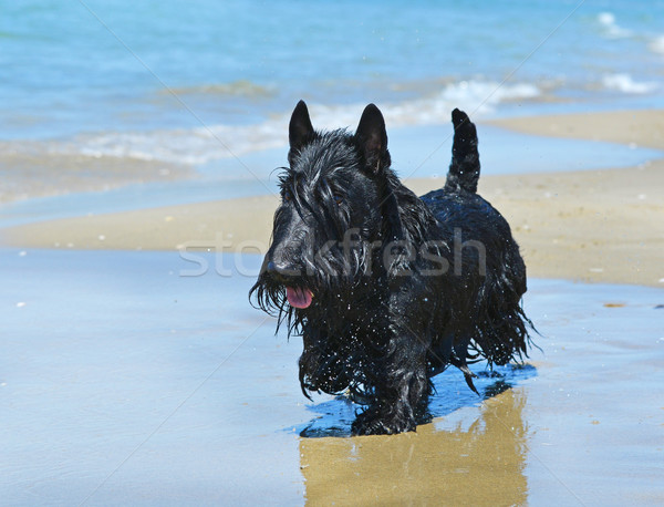 scottish terrier on beach Stock photo © cynoclub