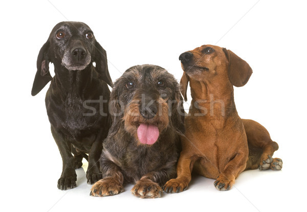 Stockfoto: Drie · studio · hond · senior · huisdier · witte · achtergrond