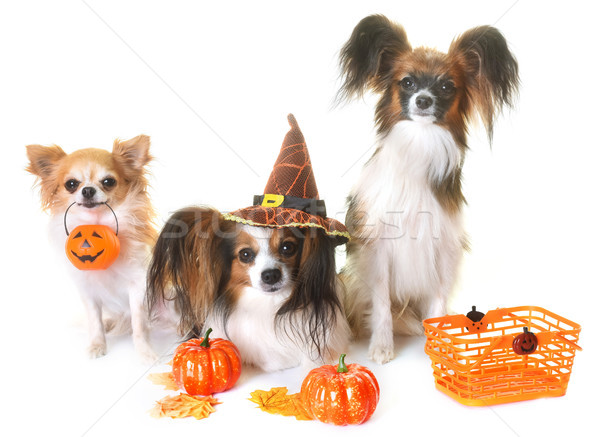 Stock photo: young papillon dogs, chihuahua and halloween