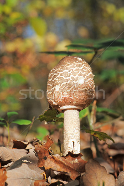 Parasol champignon Stockfoto © cynoclub