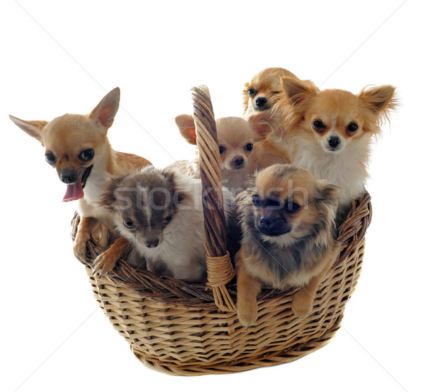 Foto stock: Cesta · retrato · cinco · cachorro · grupo